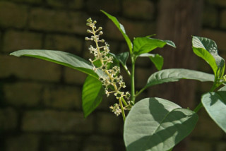 Phytolacca americanaWesterse karmozijnbes bestellen